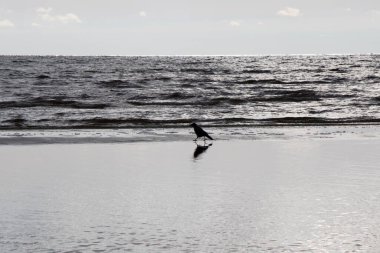 Doğada karga, suyun yanında.