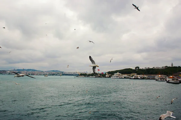 Istanbul Turkey May 2016 Sirályok Nyúzása Isztambulban Bosporus Egy Keskeny — Stock Fotó