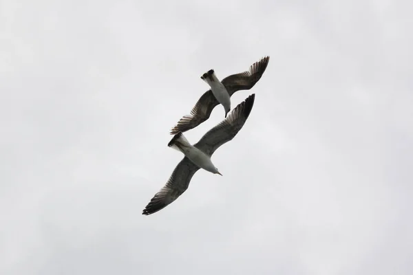 Zeemeeuw Wapperend Lucht — Stockfoto