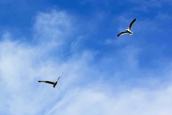 Möwe Hämmert Himmel — Stockfoto