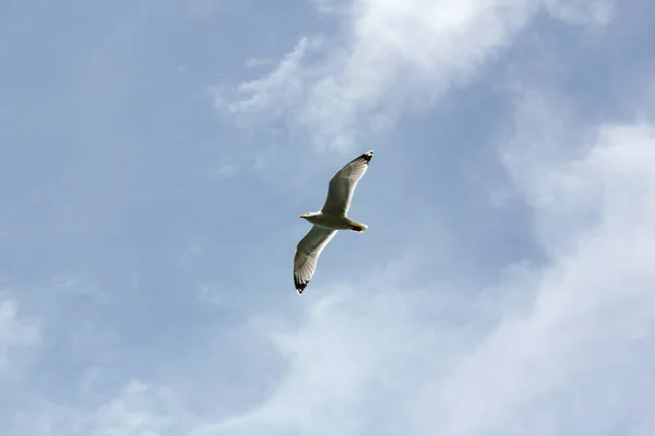 Gaivota Esfolar Céu — Fotografia de Stock