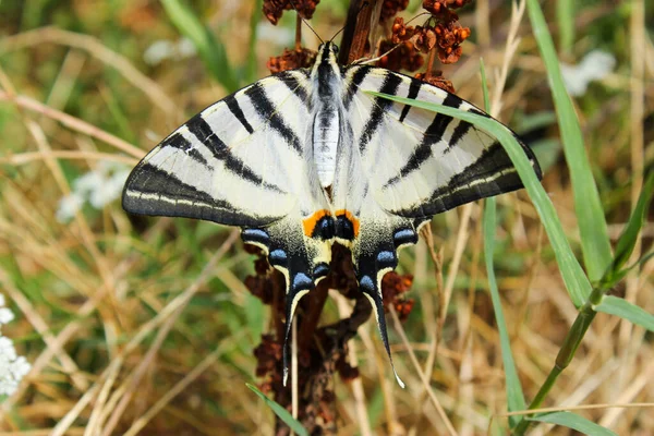 Butterfly Καταπιείτε Την Ουρά Στο Λουλούδι Και Φυτό Φύση Και — Φωτογραφία Αρχείου