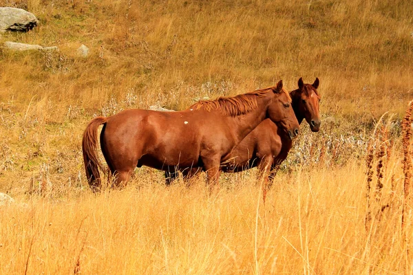 Konie Dolinie Krajobraz Scena Dzikiej Przyrody Gruzji — Zdjęcie stockowe