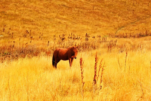 Vadideki Atlar Georgia Daki Manzara Vahşi Yaşam Sahneleri — Stok fotoğraf