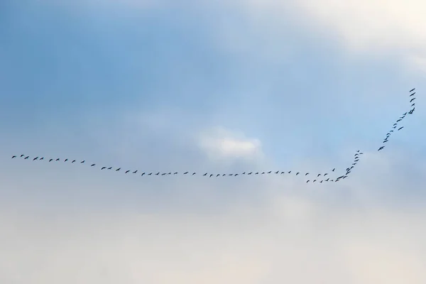 鳥が空を飛ぶ 雲と青空 — ストック写真