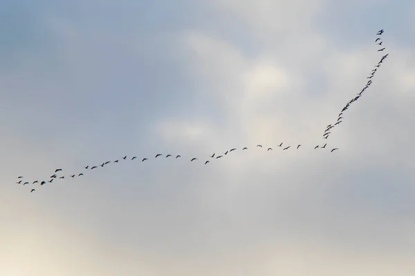 鳥が空を飛ぶ 雲と青空 — ストック写真