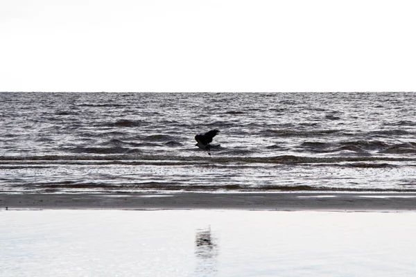 Kraai Natuur Aan Het Water — Stockfoto