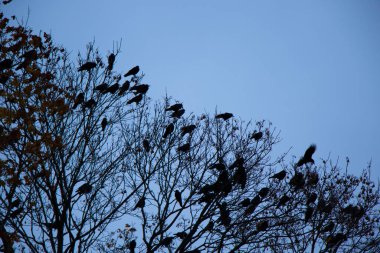 Doğada karga, suyun yanında.