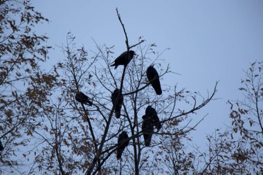 Doğada karga, suyun yanında.