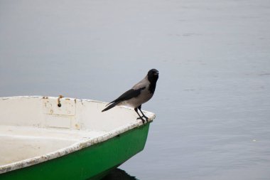 Doğada karga, suyun yanında.