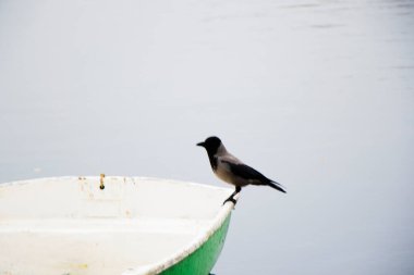 Doğada karga, suyun yanında.