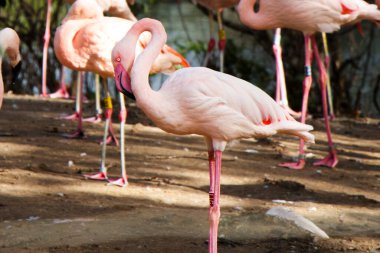 Berlin Hayvanat Bahçesi 'ndeki büyük pembe ya da kırmızı flamingo grubu.