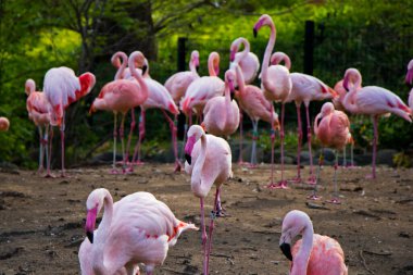 Berlin Hayvanat Bahçesi 'ndeki büyük pembe ya da kırmızı flamingo grubu.