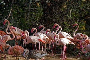 Berlin Hayvanat Bahçesi 'ndeki büyük pembe ya da kırmızı flamingo grubu.