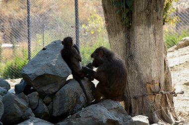 Makaklar Cercopithecinae alt familyasından eski dünya maymunlarının oluşturduğu bir cinstir. Tiflis Hayvanat Bahçesi 'ndeki maymun şebekesi. Georgia