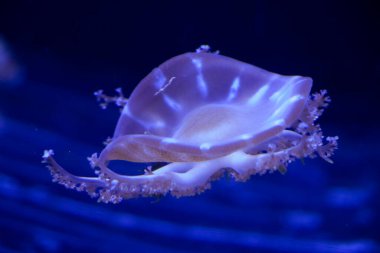 Denizanası suyun altında, Medusa, suda deniz hayvanı, mavi arkaplan