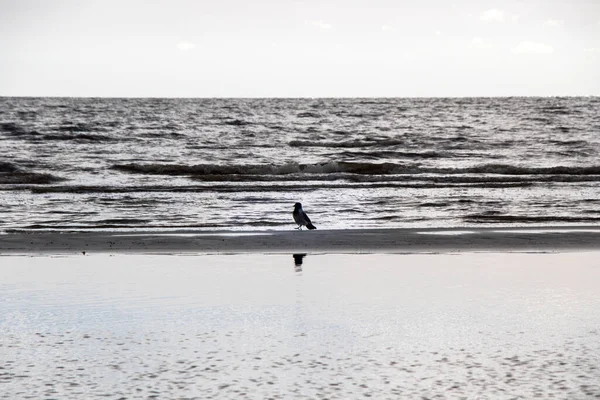 Kraai Natuur Aan Het Water — Stockfoto