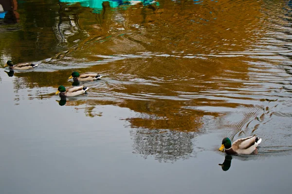 Patos Nadando Lago Reflejo Del Agua Olas Trakai Lituania —  Fotos de Stock