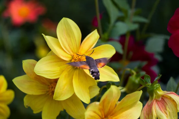 Big bee flying on the flower head, plant background. Insects wild life. Tbilisi, Georgia.