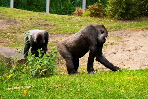 Gorille Dans Zoo Scène Animalière Mammifère Sur Herbe Verte Berlin — Photo