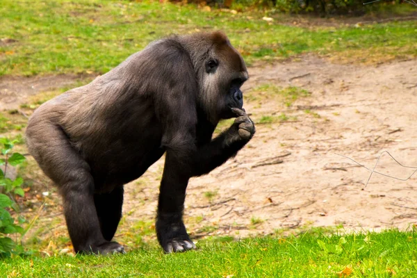 Gorille Dans Zoo Scène Animalière Mammifère Sur Herbe Verte Berlin — Photo