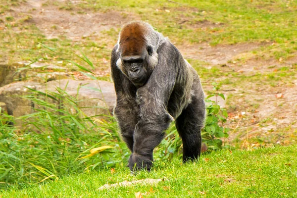 Gorille Dans Zoo Scène Animalière Mammifère Sur Herbe Verte Berlin — Photo