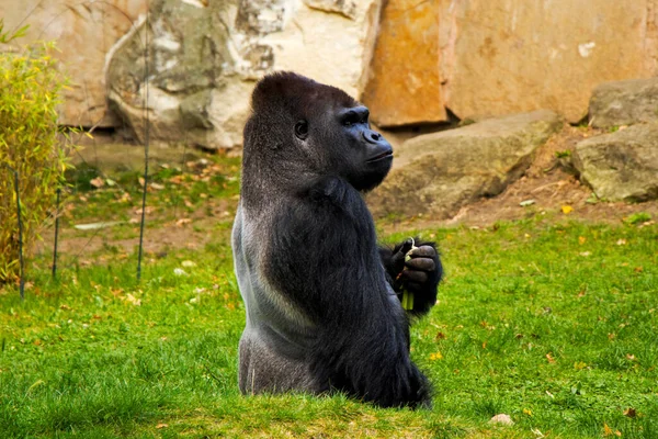 Gorilla Zoo Wildlife Animal Scene Mammal Green Grass Berlin Germany — стоковое фото