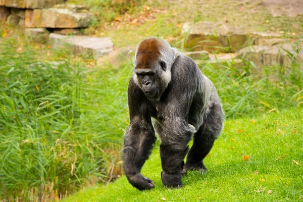 Gorilla Zoo Wildlife Animal Scene Mammal Green Grass Berlin Germany — стоковое фото