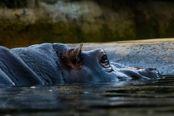 Hippopotame Dans Eau Zoo Berlin Vie Animale Sauvage — Photo