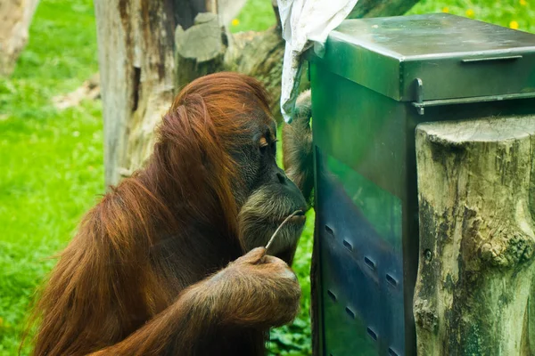 Gorille Dans Zoo Scène Animalière Mammifère Sur Herbe Verte Berlin — Photo