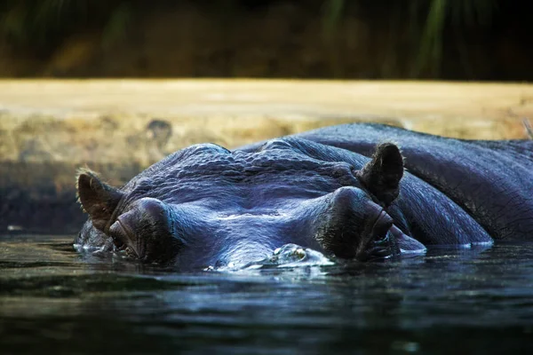 Hippopotame Dans Eau Zoo Berlin Vie Animale Sauvage — Photo