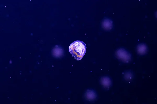 Denizanası Suyun Altında Medusa Suda Deniz Hayvanı Mavi Arkaplan — Stok fotoğraf