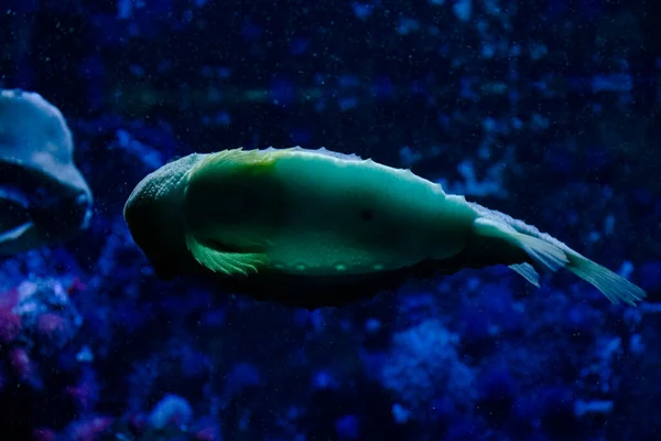 Ryby Akváriu Mořský Život Pod Vodou Zelené Barvy Příroda Volně — Stock fotografie