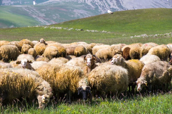 Sheep and goats in the valley. Domestic animal life. Farm in mountains. Large group of sheep.