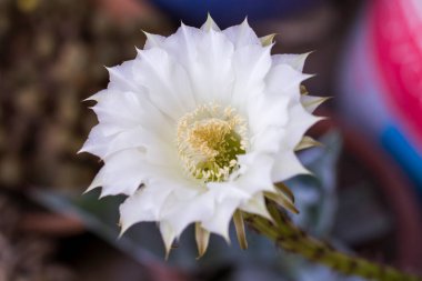 Kaktüs beyaz çiçek açan fotoğraf. Güzel çiçek kafa. Kaktüs çiçeği makrosu.