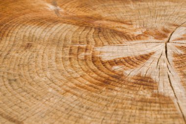 Ahşap arka plan, ağaç desenini kes. Kesik ve kuru ağaç dokusu. Ağaç çağı halkaları. Ahşap arka planda çatlaklar. Tiflis, Gürcistan.