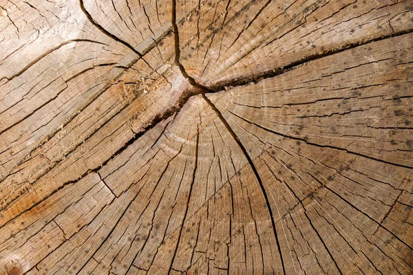 Sfondo Legno Modello Albero Tagliato Texture Albero Tagliato Secco Anelli — Foto Stock