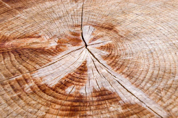 Wooden background, Cut tree pattern. Texture of cut and dry tree. Tree age rings. Cracks on the wooden background. Tbilisi, Georgia.