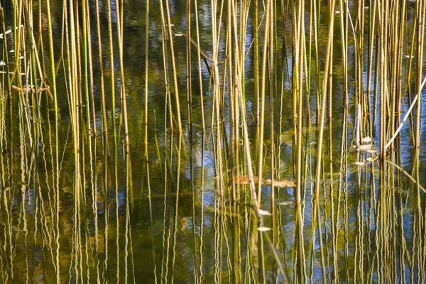 Gras Wasser Spiegelung Des Sees Hintergrund Der Natur Nahaufnahme — Stockfoto