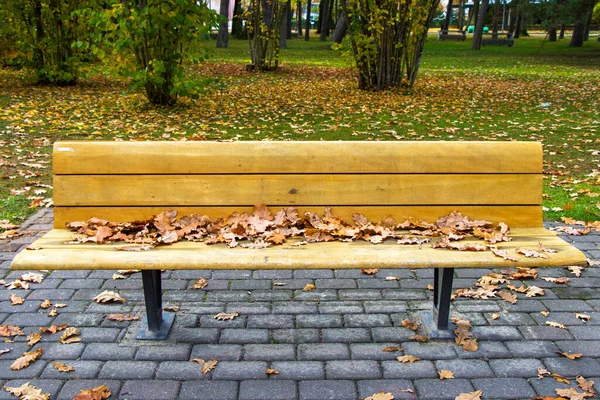 Stol Park Ved Efterår Efterår Efterår Blade Parkens Stol Parnu - Stock-foto