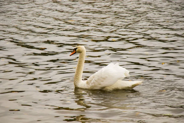Cisne Lago Tema Animal Cisne Blanco — Foto de Stock