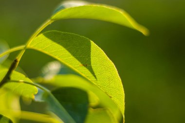 Doğanın Bokeh 'i, doğa arka planı, yeşil renkler. Çimlerin üzerinde güneş ışığı ve büyüyen bitkiler. Güzel doğa..
