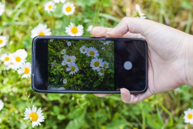 Sahada papatyalar, telefon kameraları, çimenler ve çiçek başı, bokeh ve bulanık odak arkaplan. Doğa geçmişi. Doğada yeşil ve sarı renkler.
