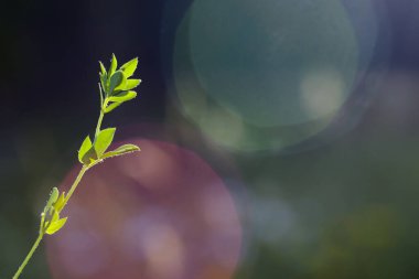 Doğanın Bokeh 'i, doğa arka planı, yeşil renkler. Çimlerin üzerinde güneş ışığı ve büyüyen bitkiler. Güzel doğa..