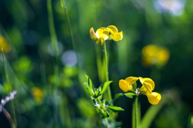 Doğanın Bokeh 'i, doğa arka planı, yeşil renkler. Çimlerin üzerinde güneş ışığı ve büyüyen bitkiler. Güzel doğa..