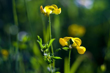 Doğanın Bokeh 'i, doğa arka planı, yeşil renkler. Çimlerin üzerinde güneş ışığı ve büyüyen bitkiler.
