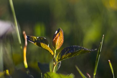 Doğanın Bokeh 'i, doğa arka planı, yeşil renkler. Çimlerin üzerinde güneş ışığı ve büyüyen bitkiler. Güzel doğa..