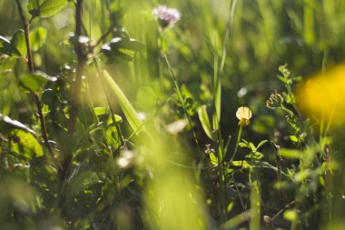 Doğanın Bokeh 'i, doğa arka planı, yeşil renkler. Çimlerin üzerinde güneş ışığı ve büyüyen bitkiler. Güzel doğa..