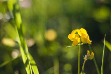 Doğanın Bokeh 'i, doğa arka planı, yeşil renkler. Çimlerin üzerinde güneş ışığı ve büyüyen bitkiler. Güzel doğa..