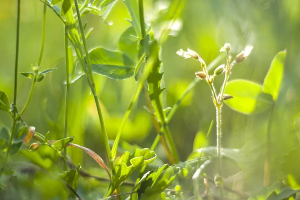 Боке Про Природу Природу Зелені Кольори Сонячне Світло Траві Рослини — стокове фото